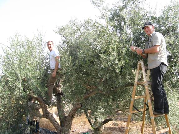 picking olives